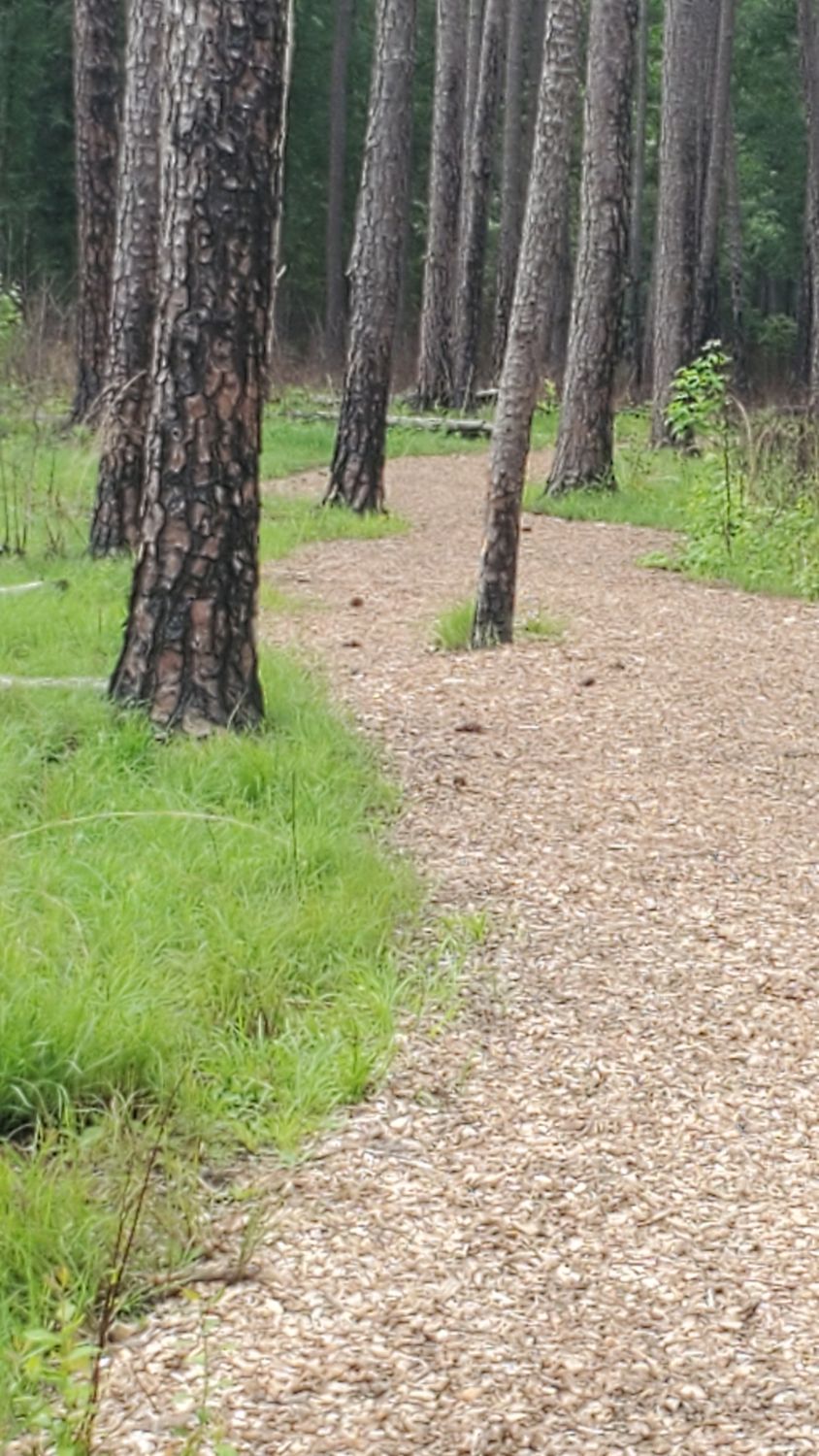 Congaree NP 